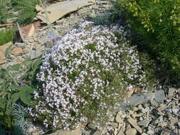 Image of Asperula cretacea Willd. ex Roem. & Schult.