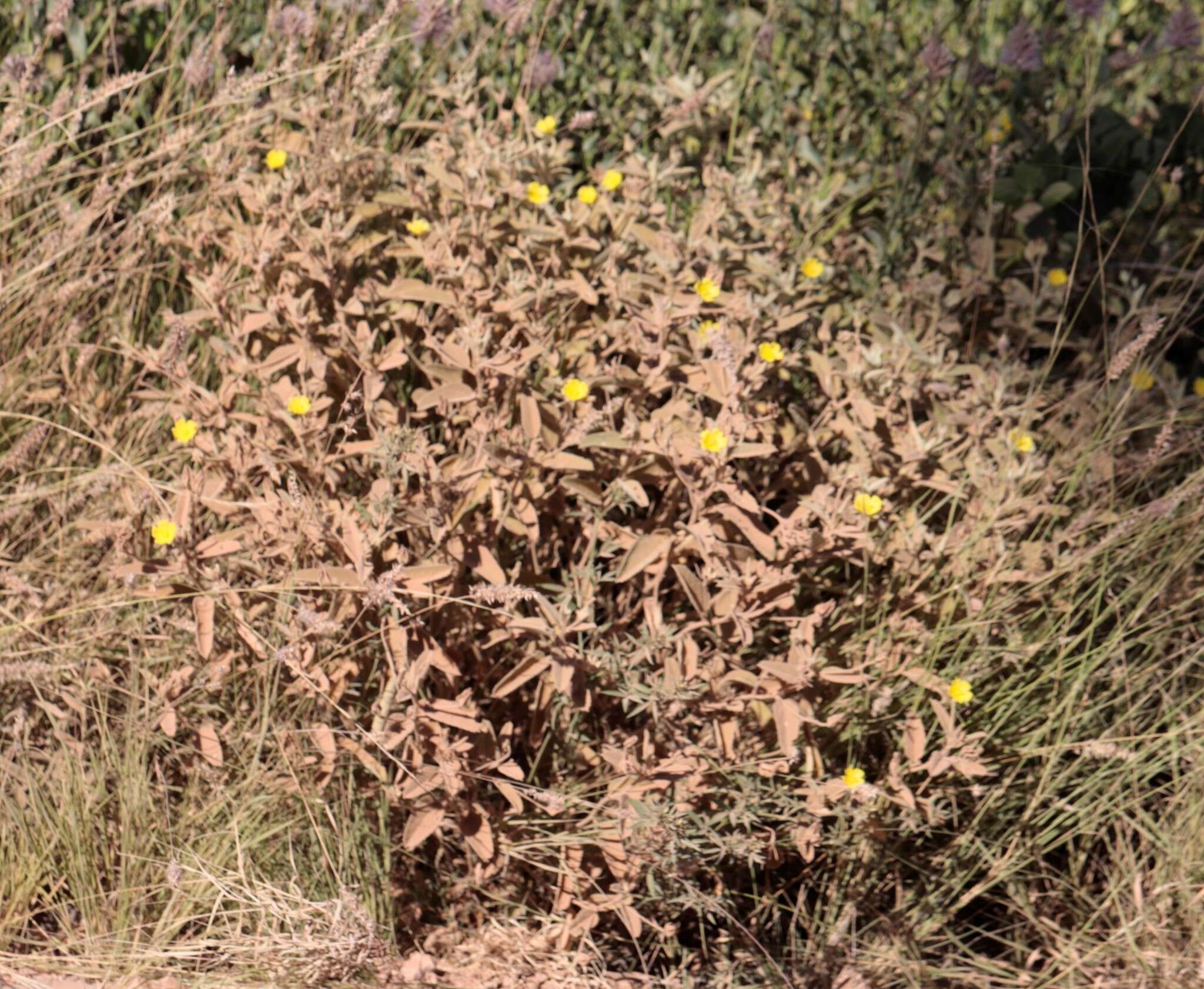 Image of Melhania oblongifolia F. Müll.