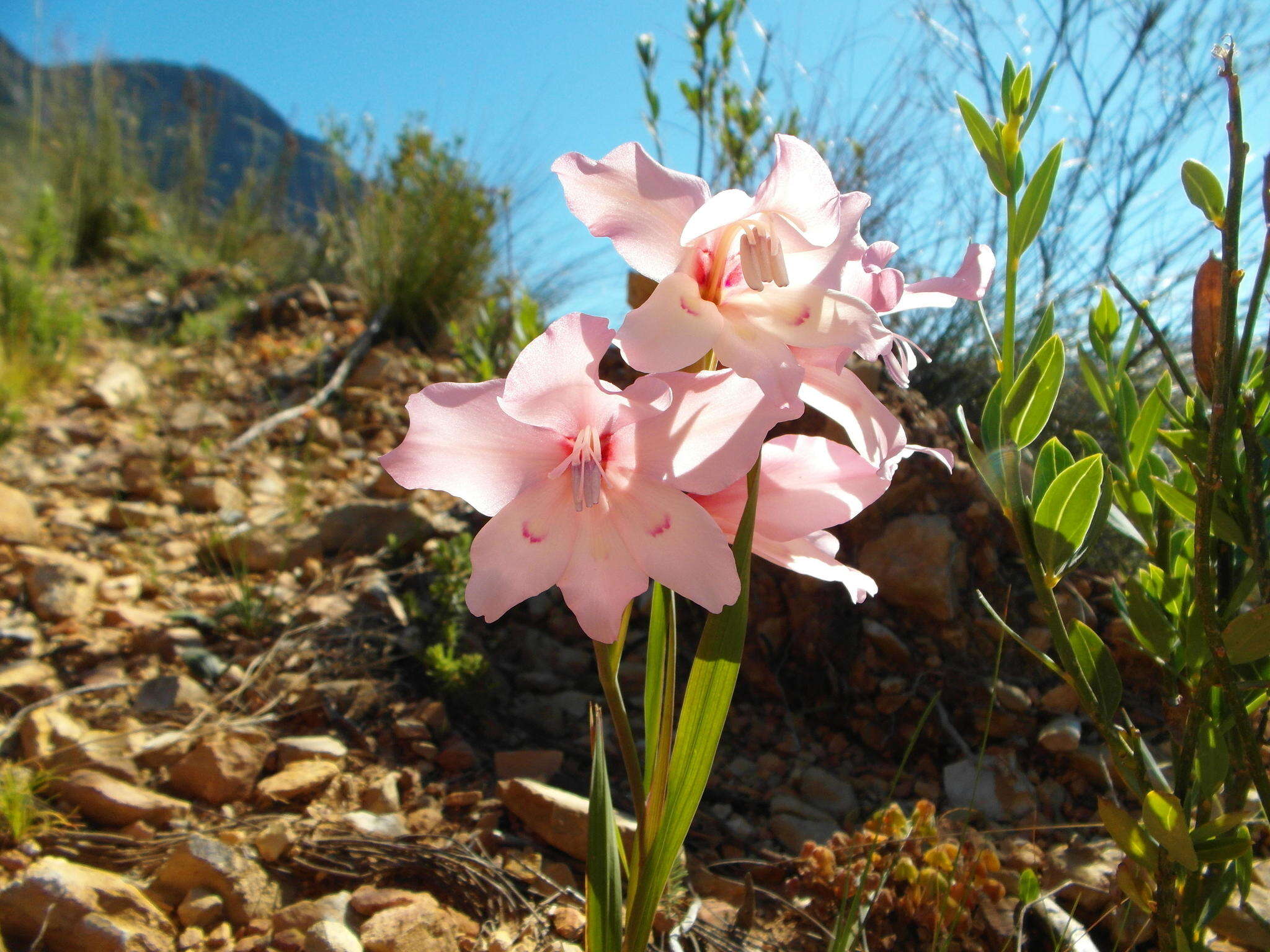 Image of Gladiolus carneus D. Delaroche