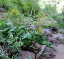 Image of fewflower Jacob's-ladder