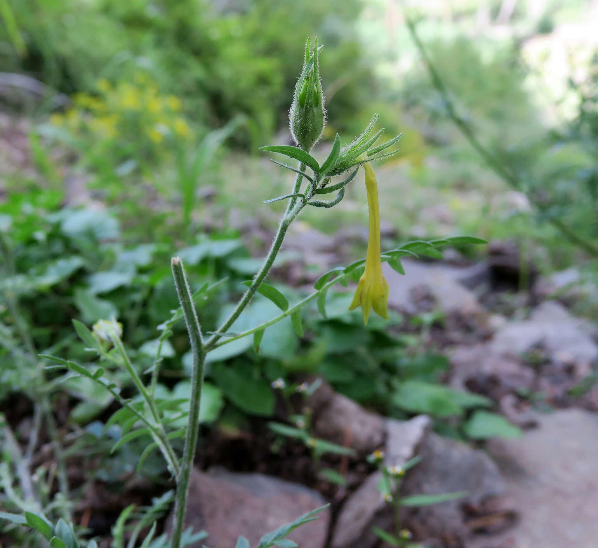 Image of fewflower Jacob's-ladder