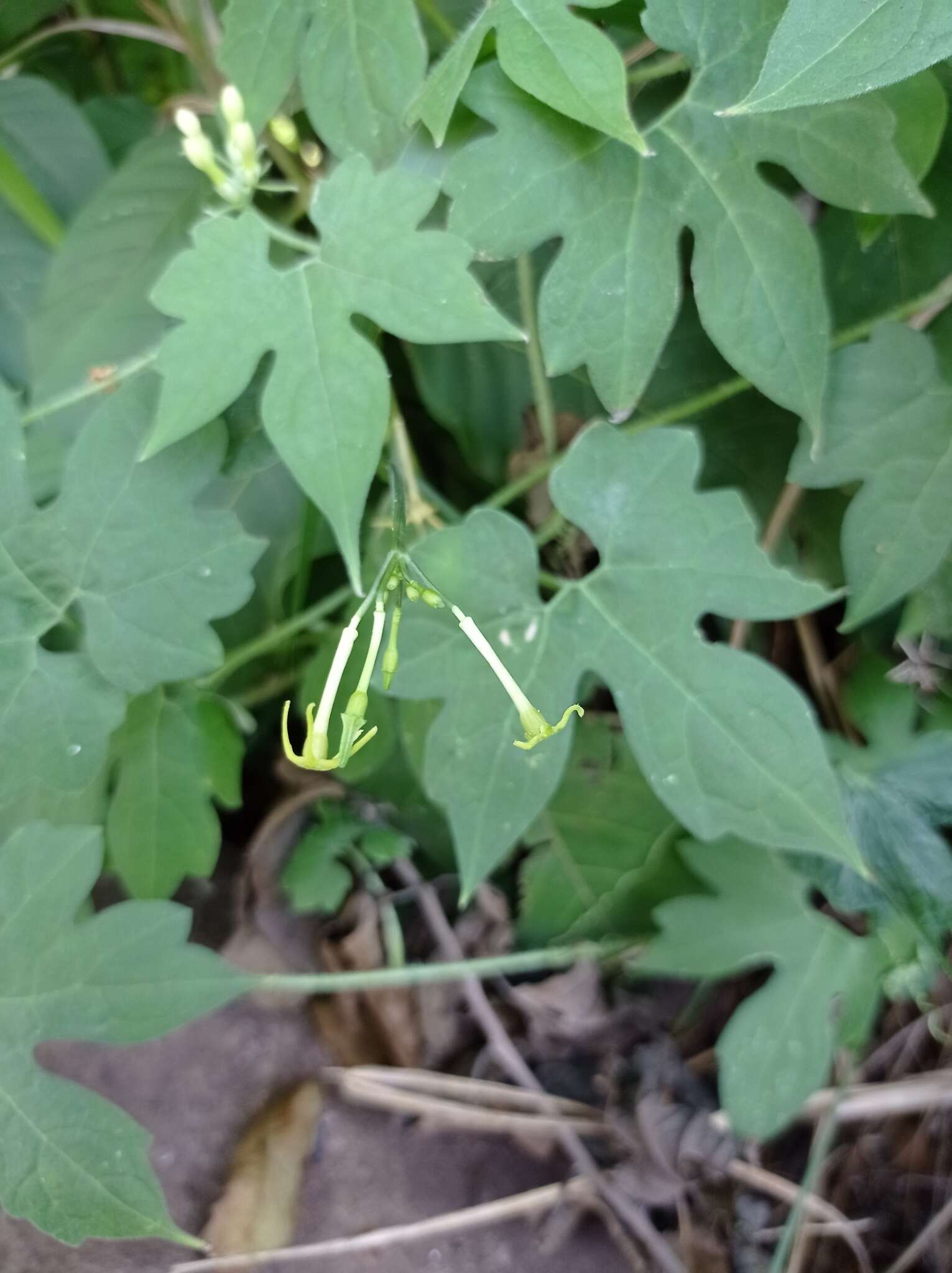 Image of Cyclanthera filiformis (Kuntze) H. Schaef. & S. S. Renner