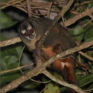 Image of Gray-handed Night Monkey