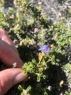 Image de Ceanothus foliosus var. medius Mc Minn