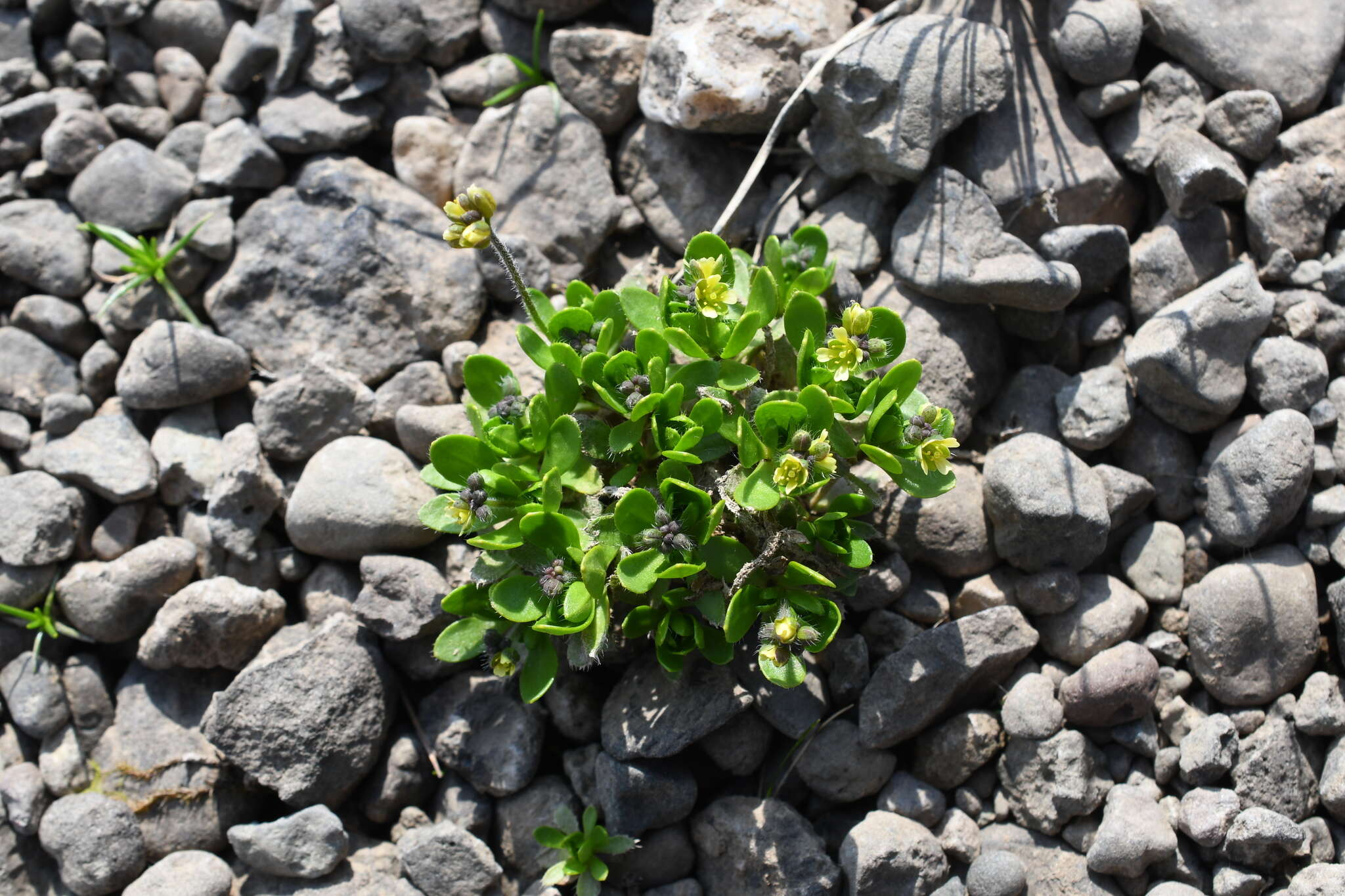 Image of Canadian arctic draba