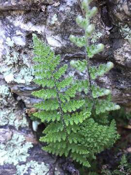 Image of Coville's lipfern