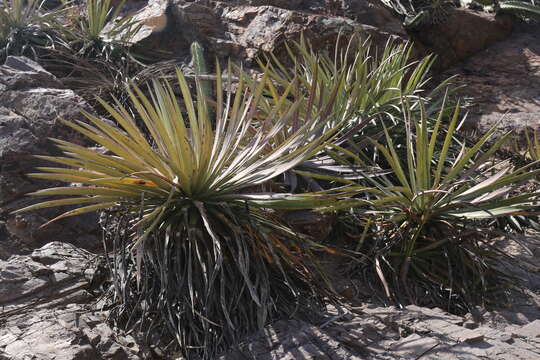 Image of Agave ortgiesiana (Baker) Trel.