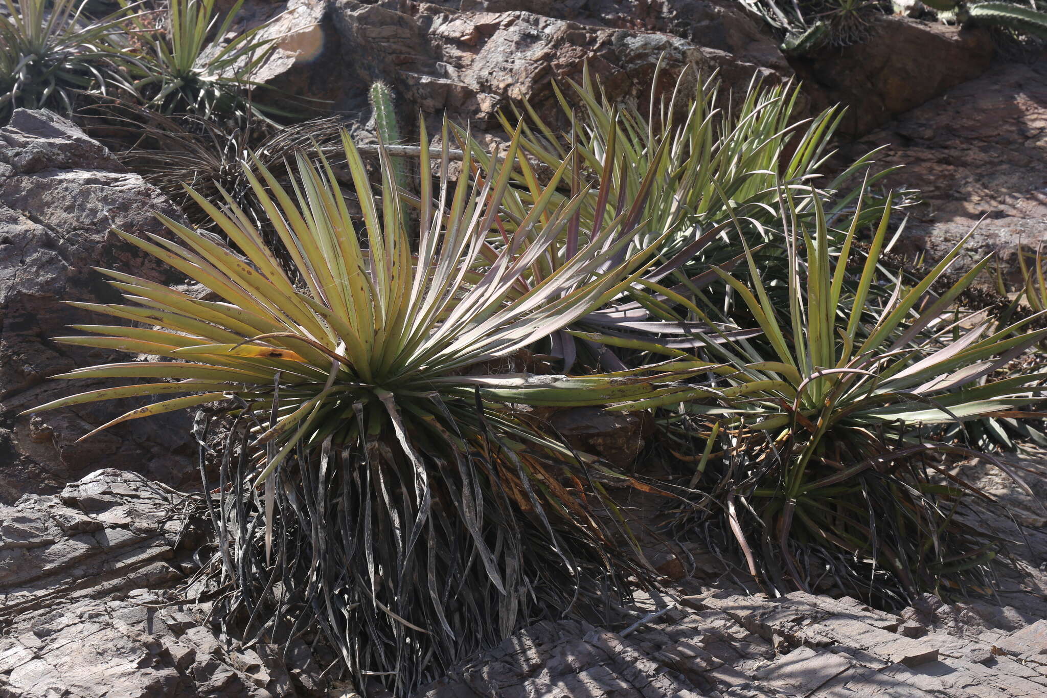 Слика од Agave ortgiesiana (Baker) Trel.