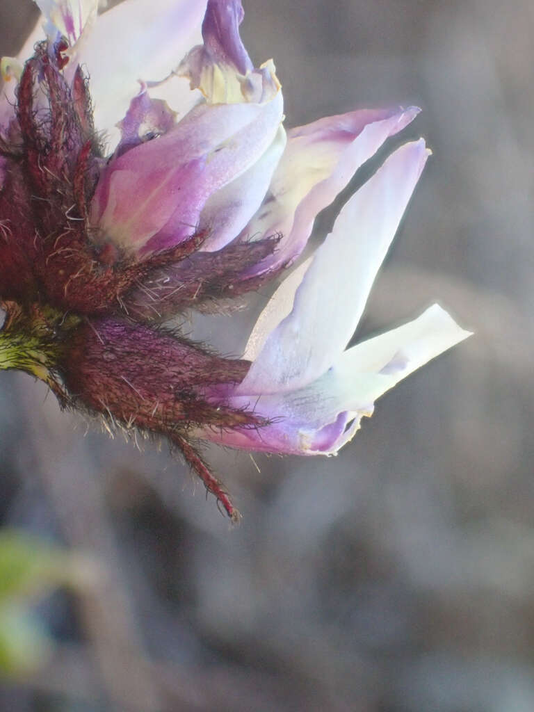 Image of Brewer's milkvetch