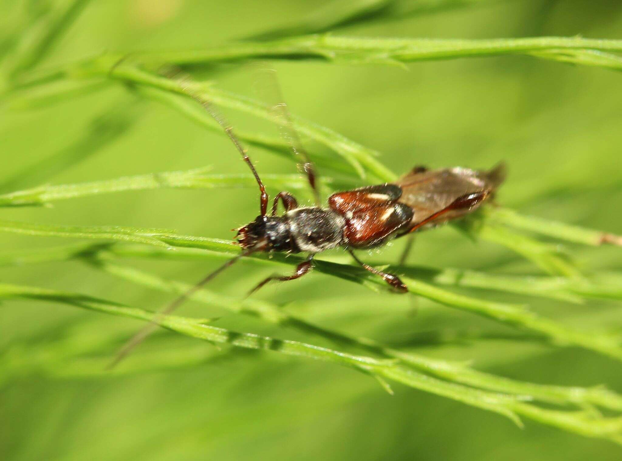 Image of Spruce Shortwing Beetle