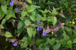 Image of Salvia nitida (M. Martens & Galeotti) Benth.