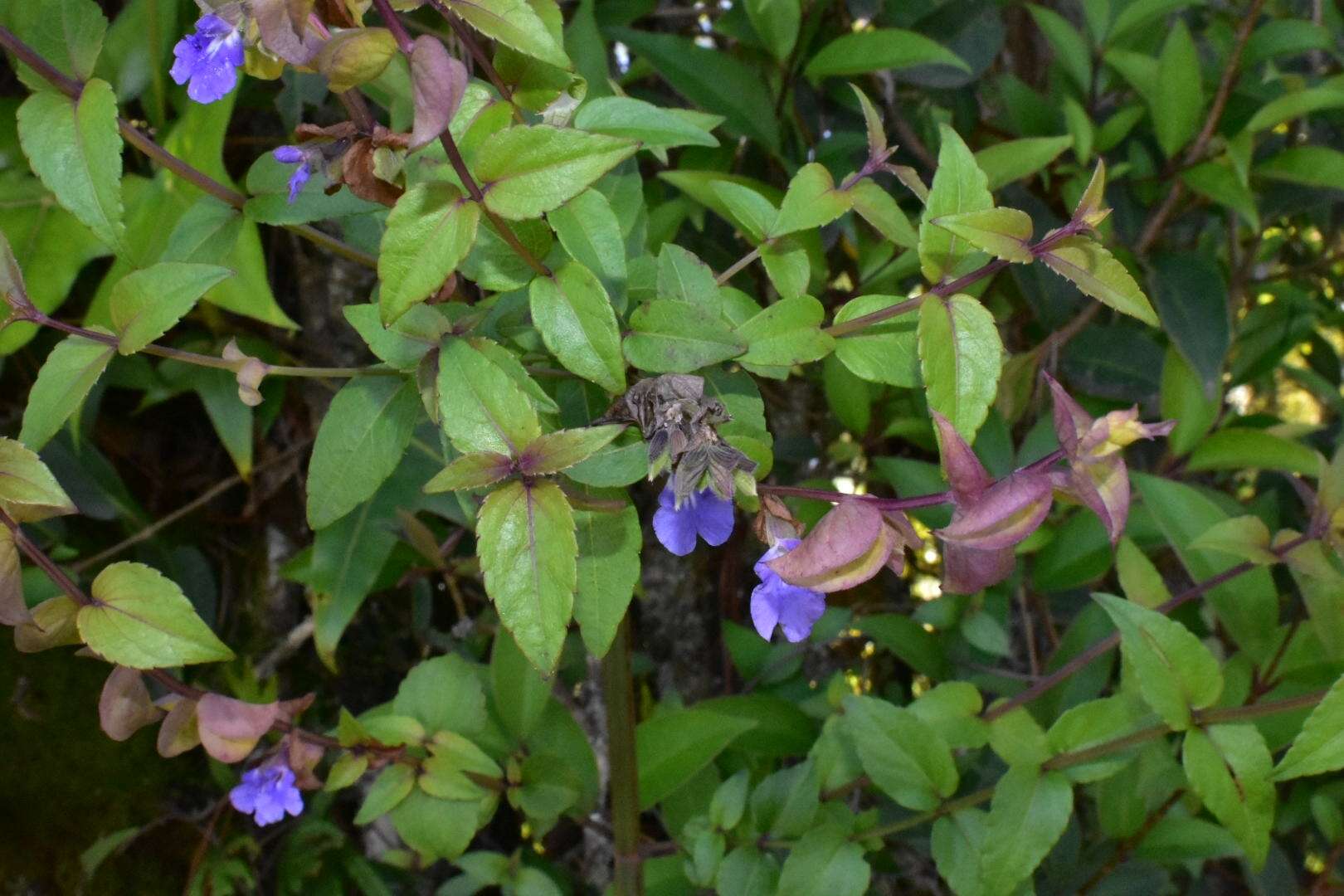 Image of Salvia nitida (M. Martens & Galeotti) Benth.