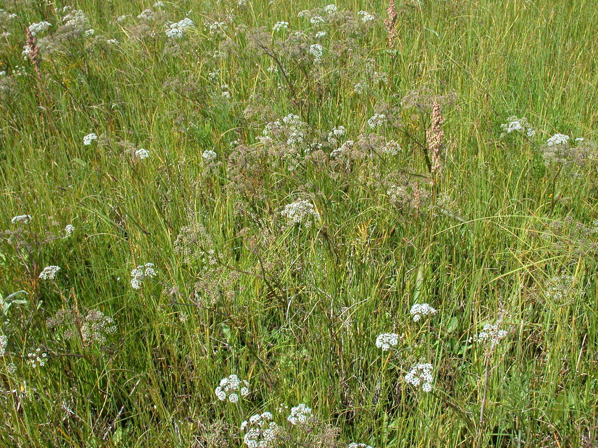 Image of European Waterhemlock