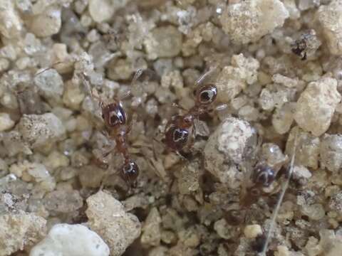 Pheidole bicarinata Mayr 1870 resmi