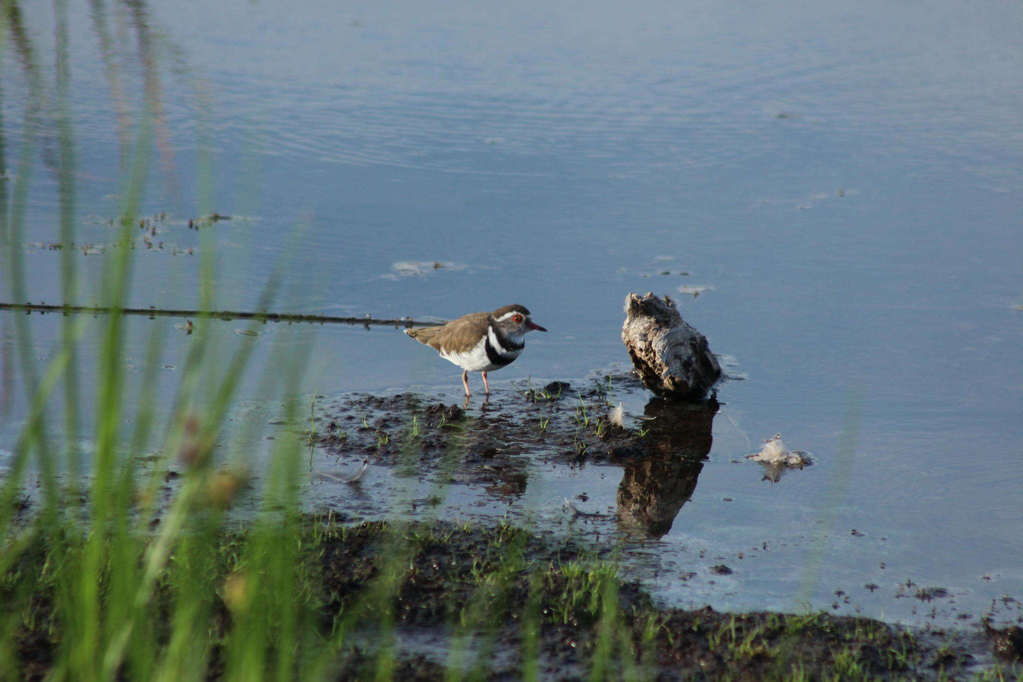 Слика од Charadrius tricollaris tricollaris Vieillot 1818