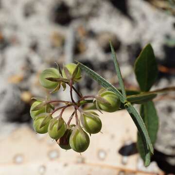 Image of Handsome Wedge Pea