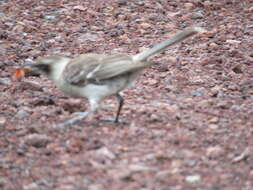 Image of Galapagos Mockingbird