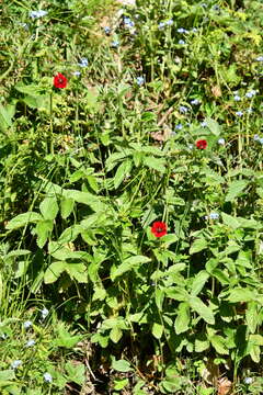 Image of ruby cinquefoil