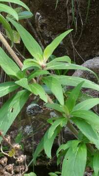 Image of Phyllopentas