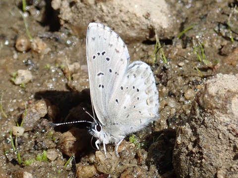 Image of Arrowhead Blue