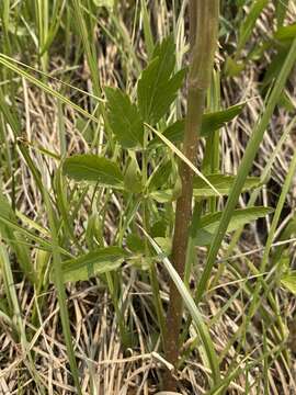 Слика од Angelica pinnata S. Wats.