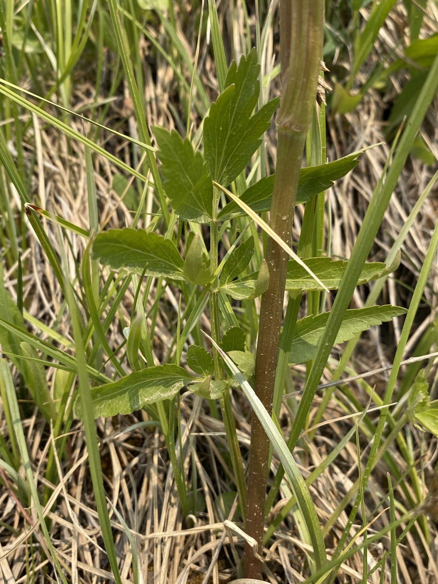 Image of Small-Leaf Angelica