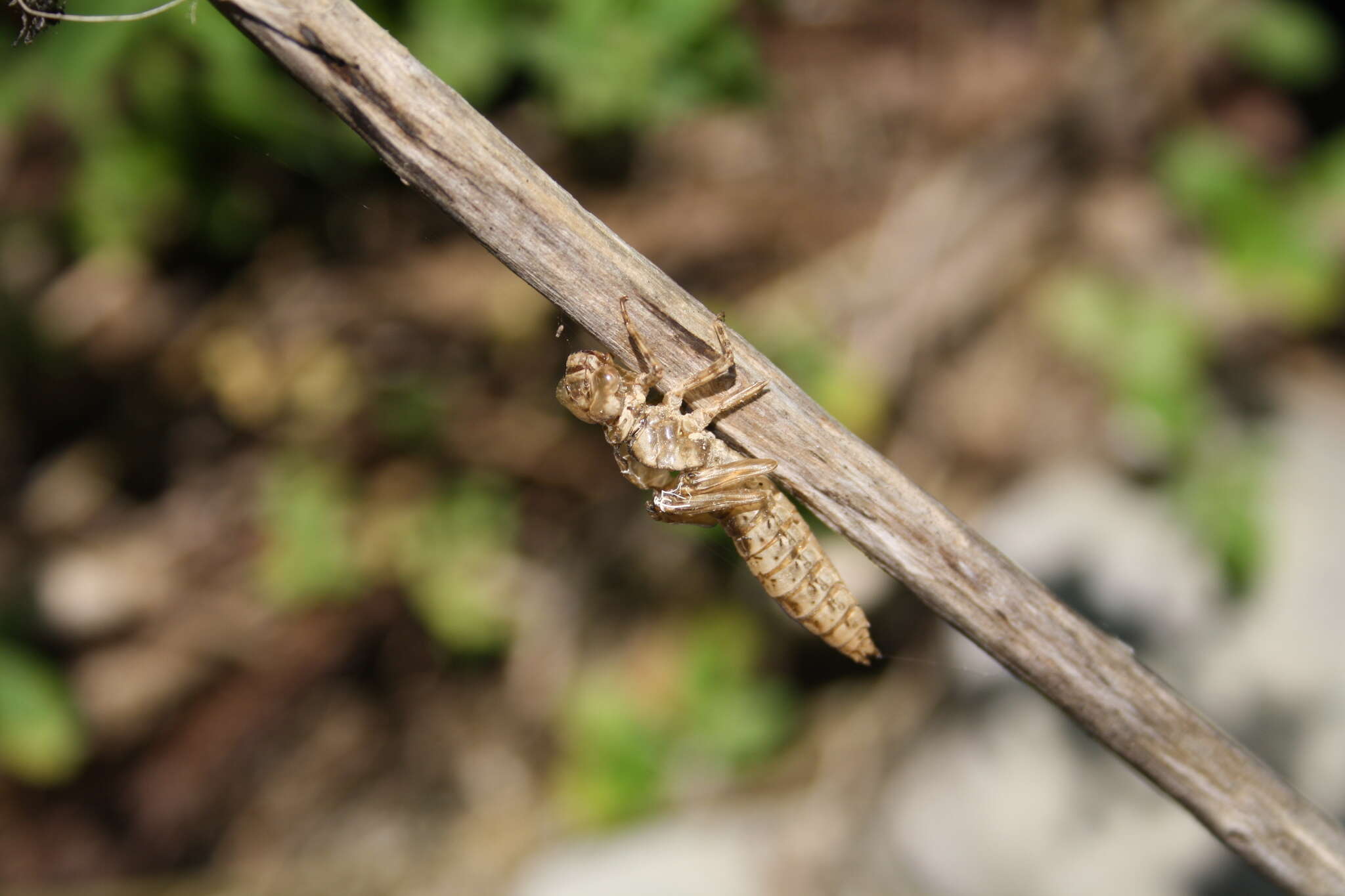 Image of Caliaeschna microstigma (Schneider 1845)