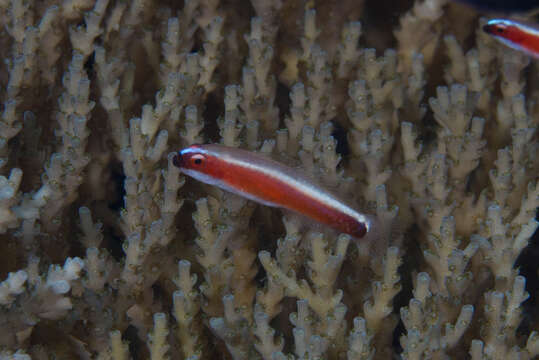 Image of Brahm’s dwarfgoby