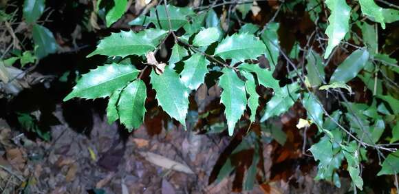 Prunus spinulosa Sieb. & Zucc. resmi