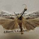 Image of Antaeotricha lindseyi Barnes & Busck 1920