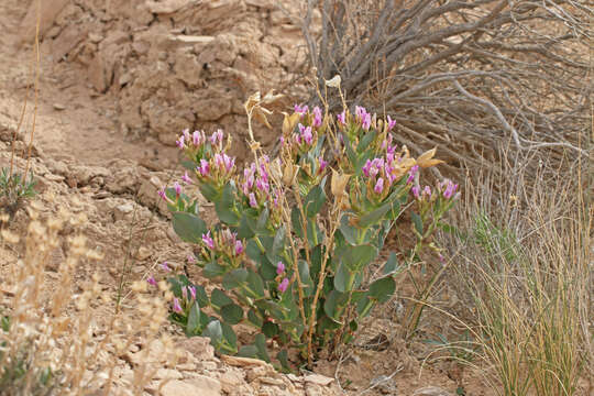 Image of milkweed milkvetch