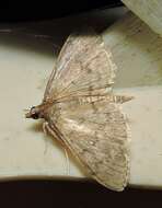 Image of Grass webworm