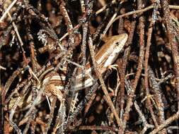 Image of Western three-striped skink