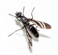 Image of Black Onion Fly