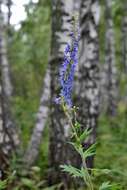 Image of Delphinium retropilosum (Huth) Sambuk