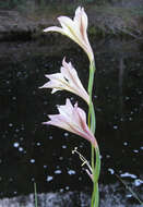 Imagem de Gladiolus tristis L.