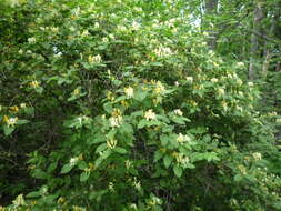 Image of Manchurian honeysuckle