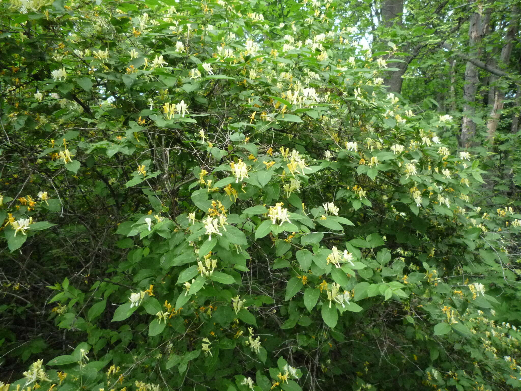 Image of Manchurian honeysuckle