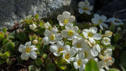 Image of Myosotis lyallii subsp. lyallii