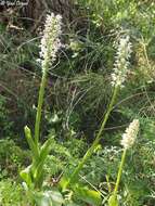 Orchis galilaea (Bornm. & M. Schulze) Schltr. resmi