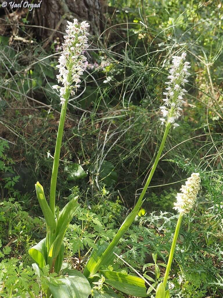 Orchis galilaea (Bornm. & M. Schulze) Schltr. resmi