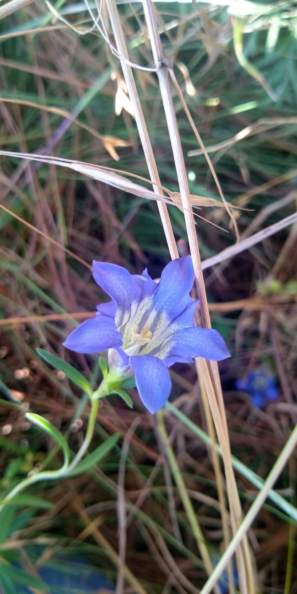 Image of Gentiana bicuspidata (G. Don) Briquet