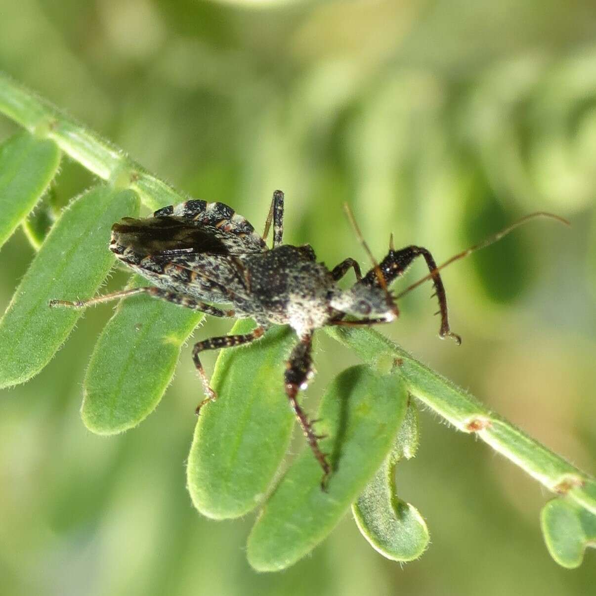 Image of Assassin bug