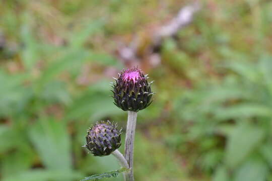 Слика од Cirsium helenioides (L.) Hill