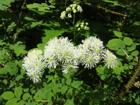 Слика од Trautvetteria caroliniensis var. occidentalis (A. Gray) C. L. Hitchc.