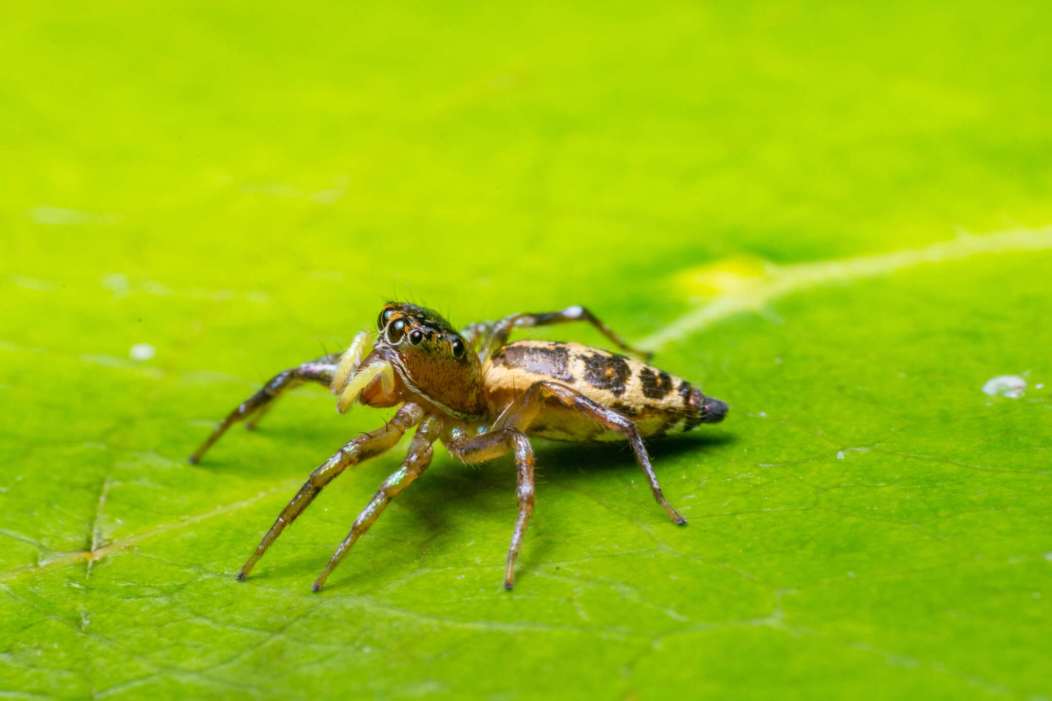 Image of Cosmophasis waeri