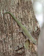 Plancia ëd Phelsuma abbotti Stejneger 1893