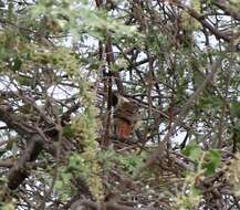 Image of Collared Antshrike