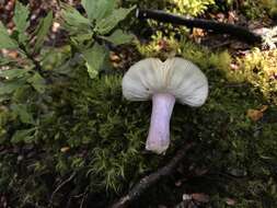 Image of Russula atroviridis Buyck 1990