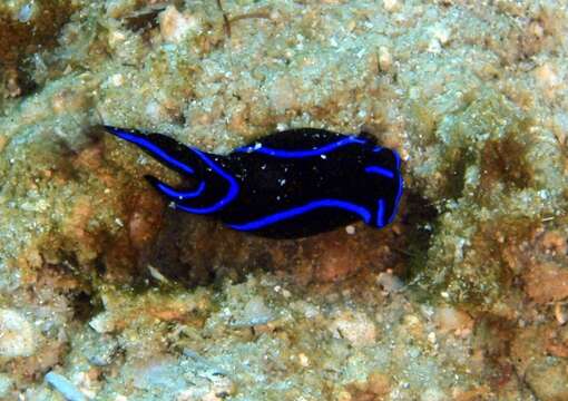 Image of Black and blue swallowtail slug